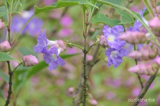 Strobilanthes callosus flower10.jpg